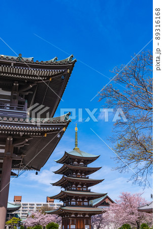 春の覚王山日泰寺、満開の桜〈愛知県名古屋市〉 春の覚王山日泰寺、満開の桜〈愛知県名古屋市〉 89316168