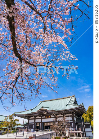 春の覚王山日泰寺、満開の桜〈愛知県名古屋市〉 89316205