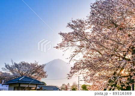 静岡県富士宮市にある狩宿の下馬桜(かりやどのげばざくら)満開の桜と富士山 静岡県富士宮市にある狩宿の下馬桜(かりやどのげばざくら)満開の桜と富士山 89316369