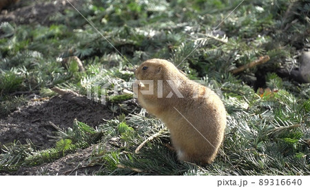 Closeup of an alpine marmot eating. Adult Brown Alpine Marmot Close Up. Marmota Marmota. alpine marmot and eats with the paws. Many squirrel rodents eat food 89316640