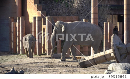 African Elephant Baby And Mom. Animal world. Elephant family mom and baby walk on their territory in sunny weather African Elephant Baby And Mom. Animal world. Elephant family mom and baby walk on their territory in sunny weather 89316641