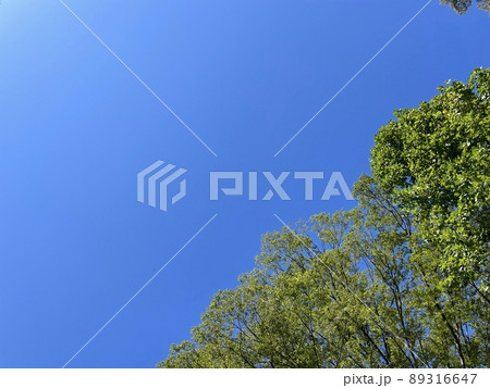 雲一つない快晴の青空と、空に向かう木 89316647