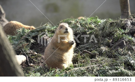 Closeup of an alpine marmot eating. Adult Brown Alpine Marmot Close Up. Marmota Marmota. alpine marmot and eats with the paws. Many squirrel rodents eat food 89316653