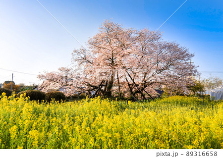 静岡県富士宮市にある狩宿の下馬桜（かりやどのげばざくら）満開の桜と菜の花畑 89316658