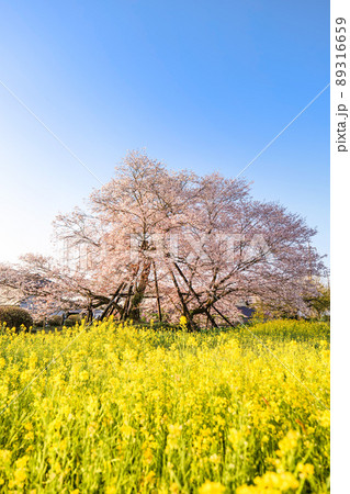 静岡県富士宮市にある狩宿の下馬桜（かりやどのげばざくら）満開の桜と菜の花畑 89316659