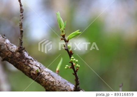 うめ 春告草 ソシンロウバイ 89316859
