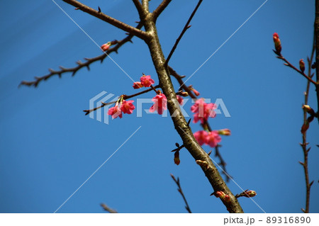 桜 さくら サクラ 89316890