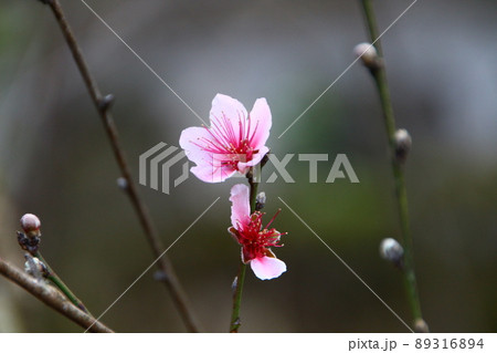 花 フラワー お花 89316894