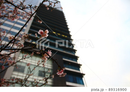 桜 さくら サクラ 89316900