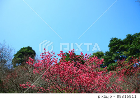 花 フラワー お花 89316911