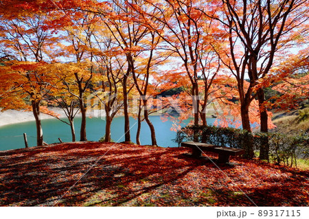 半田山自然公園の秋 半田山自然公園の秋 89317115