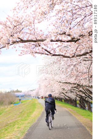 多摩川堤防沿いの桜(福生市) 多摩川堤防沿いの桜(福生市) 89317180