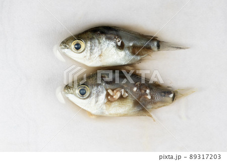 Parasitic (Clinostomum sp.), Study of Clinostomum sp. under microscope view in laboratory. 89317203