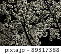夜の闇に咲く桜の花、夜桜 89317388