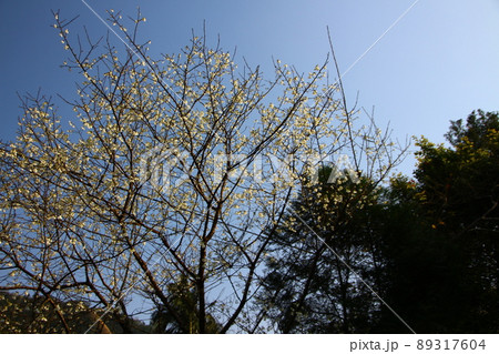 桜 さくら サクラ 89317604