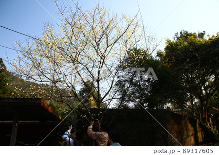 花 フラワー お花 89317605