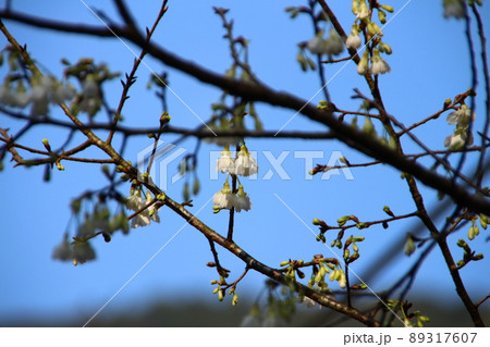 花 フラワー お花 89317607