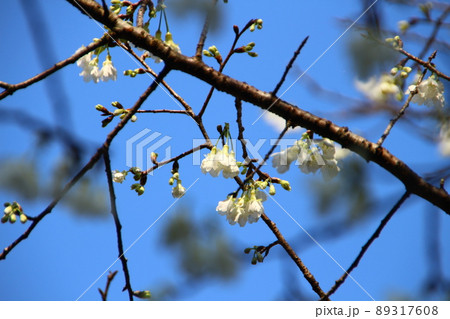 桜 さくら サクラ 89317608