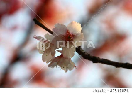 桜 さくら サクラ 89317621