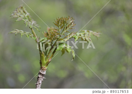 タラノキ 89317653