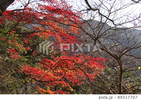 六甲山登山道　魚屋道沿いの紅葉 89317707