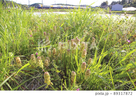 春の田んぼ脇を走る特急しおさい 春の田んぼ脇を走る特急しおさい 89317872