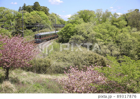 新緑と八重桜に囲まれて 新緑と八重桜に囲まれて 89317876