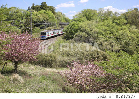 新緑と八重桜に囲まれて 89317877