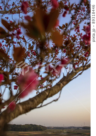 八重桜夕景 八重桜夕景 89318446