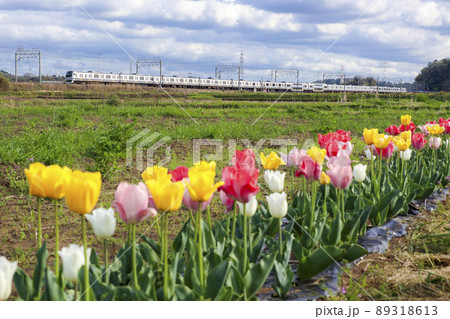チューリップ畑を行く総武快速線 チューリップ畑を行く総武快速線 89318613