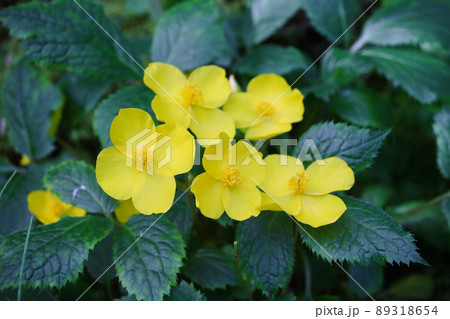ヤマブキソウ 89318654