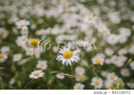 A close up of a flower A close up of a flower 89319072