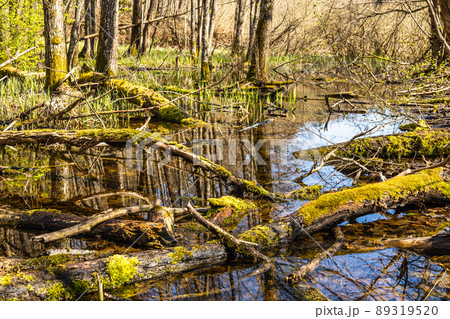 The trees were flooded with water. Forest swamp 89319520
