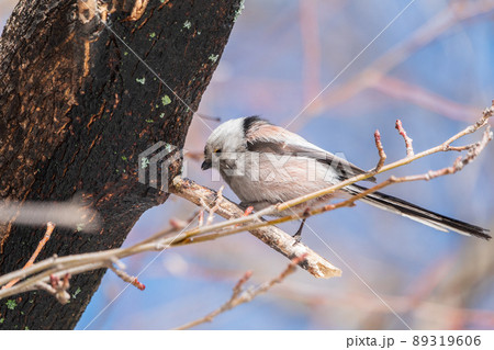 European long-tailed tit, latin name Aegithalos caudatus. A bird sitting on a branch in a deciduous forest. European long-tailed tit, latin name Aegithalos caudatus. A bird sitting on a branch in a deciduous forest. 89319606
