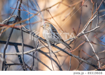Common redpoll female, cute bird with bright red patch on its forehead sits on tree branch without leaves in sunny spring day. Common redpoll female, cute bird with bright red patch on its forehead sits on tree branch without leaves in sunny spring day. 89319608