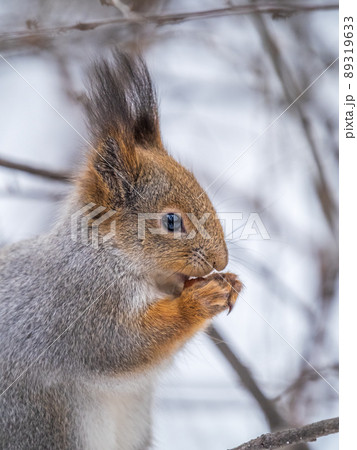 The squirrel with nut sits on tree in the winter or late autumn 89319633