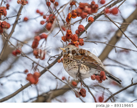 Fieldfare sitting on the bush and feeding on wild red apples in winter or early spring time. Fieldfare sitting on the bush and feeding on wild red apples in winter or early spring time. 89319665