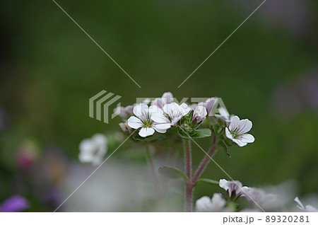 花 植物 花びら 89320281