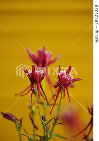 花 植物 クローズアップ 89320329