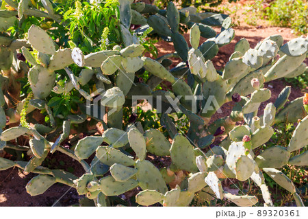 Prickly pear cactus (Opuntia ficus-indica) in a garden 89320361