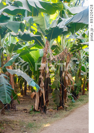 Banana trees growing on the banana plantation 89320428