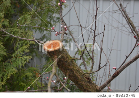 Bloomed buds and flowers of trees in spring in the garden Bloomed buds and flowers of trees in spring in the garden 89320749
