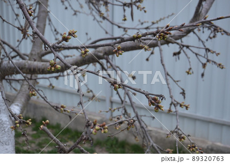 Bloomed buds and flowers of trees in spring in the garden Bloomed buds and flowers of trees in spring in the garden 89320763