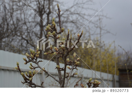 Bloomed buds and flowers of trees in spring in the garden Bloomed buds and flowers of trees in spring in the garden 89320773