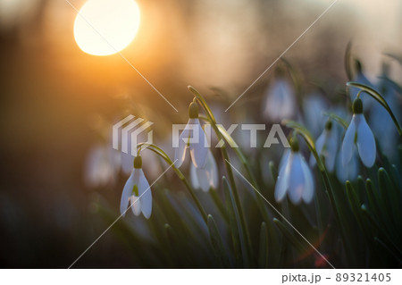 The snowdrop, latin name Galanthus nivalis, white flowers bloomi The snowdrop, latin name Galanthus nivalis, white flowers bloomi 89321405