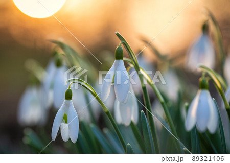 The snowdrop, latin name Galanthus nivalis, white flowers bloomi The snowdrop, latin name Galanthus nivalis, white flowers bloomi 89321406