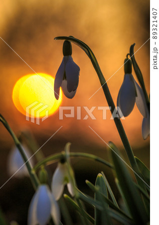 The snowdrop, latin name Galanthus nivalis, white flowers bloomi The snowdrop, latin name Galanthus nivalis, white flowers bloomi 89321407