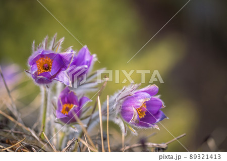 Pulsatilla grandis, the greater pasque flowers. Pulsatilla grandis, the greater pasque flowers. 89321413