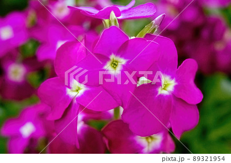 A purple plant surrounded by purple plants 89321954