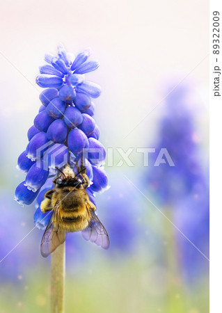 Grape hyacinth flowers with bee closeup. Blue muscari spring flowers and bee on flower garden. 89322009